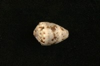 藏品(斑芋螺)的圖片